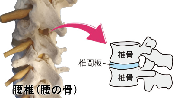 腰椎の説明画像