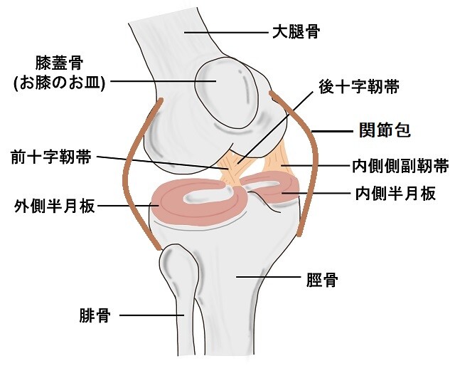 膝関節構造画像