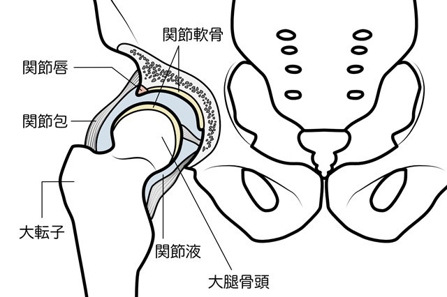 股関節解剖学イラスト