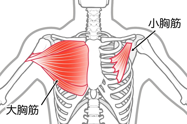 胸筋イラスト