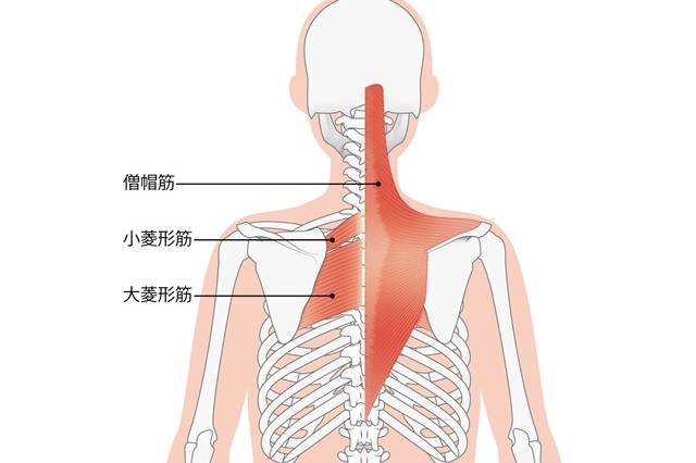 僧帽筋イラスト